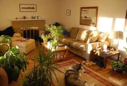 Decoración con plantas de interior