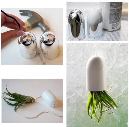 Decora con plantas aereas