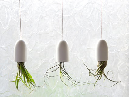 Decoración con plantas aereas