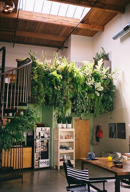 decoracion plantas