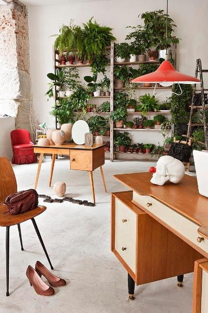 decoracion plantas
