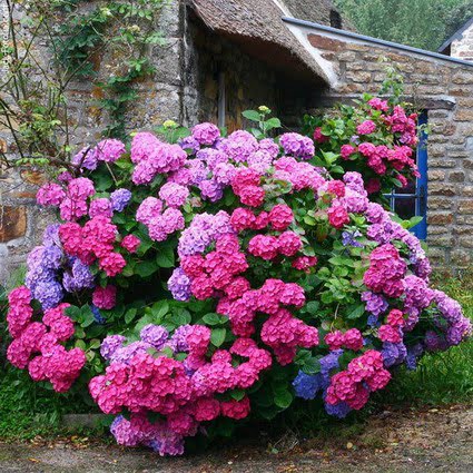 hortensia