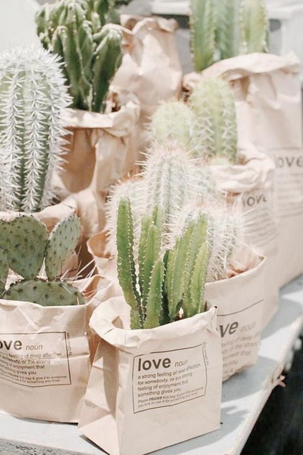 Cactus como souvenirs