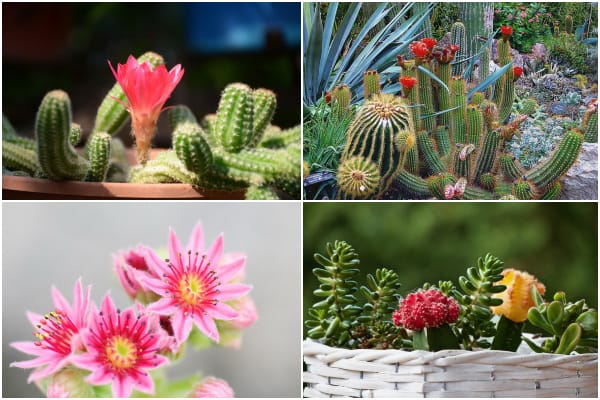 Cactus en flor