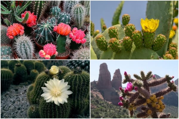 Imágenes de cactus en flor