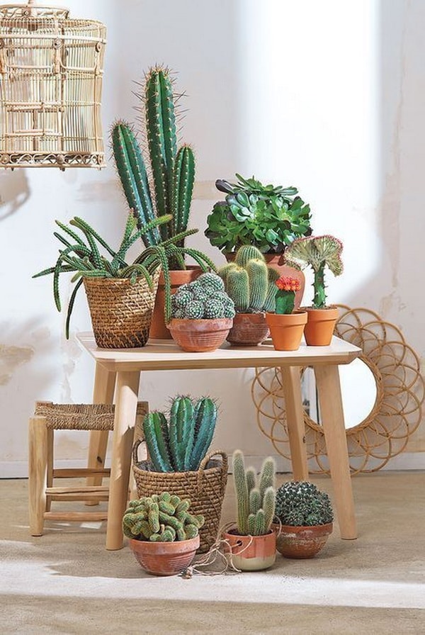 Ideas para decorar con cactus
