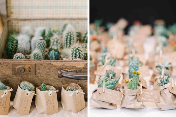 Cactus como souvenirs de fiestas