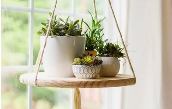 Plantas colgantes