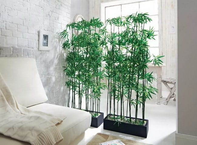 Cómo separar ambientes con plantas